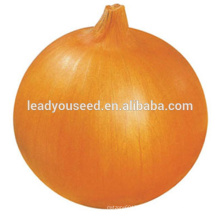 MON01 Jinfu golden-yellow chinese hybrid onion seeds